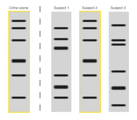 DNA Fingerprinting