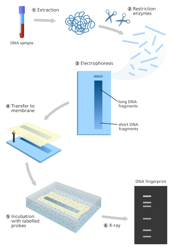dna fingerprinting