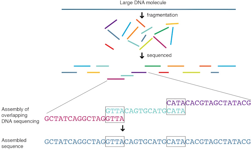 dna sequencing