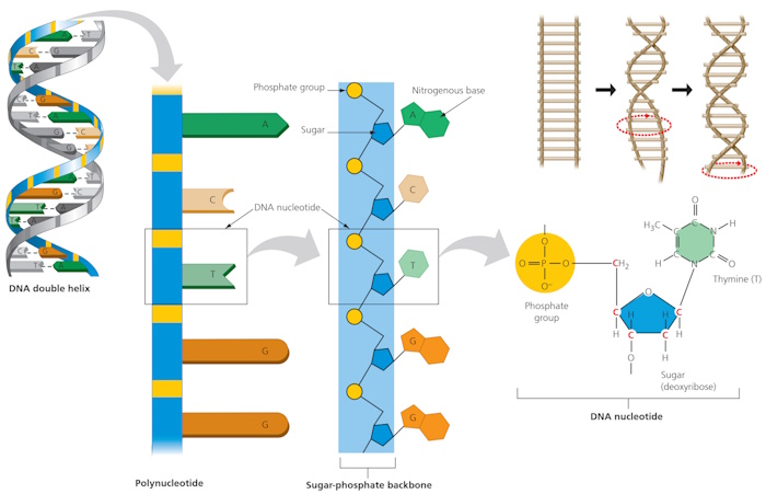 structure of dna