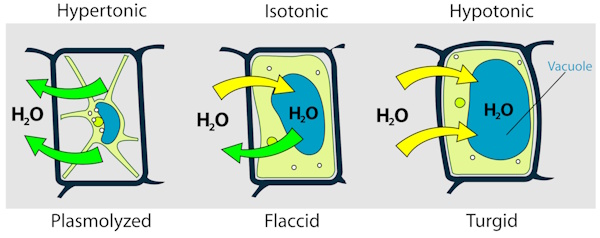 turgor pressure in plants