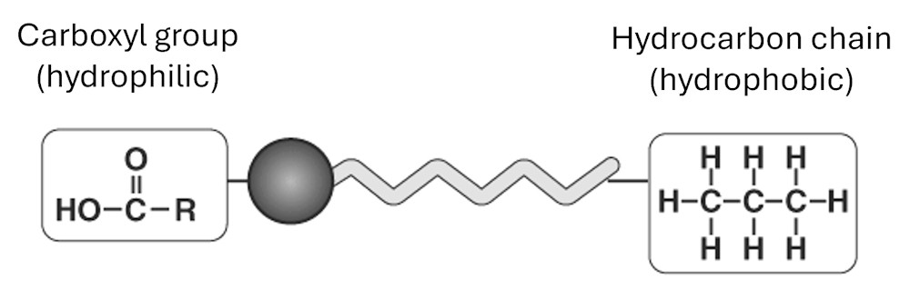 structure of oil molecule